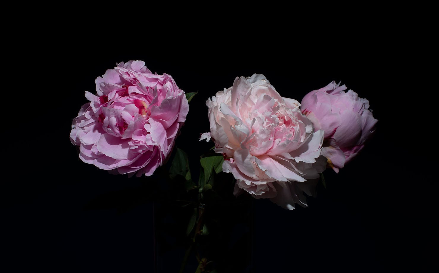 Pink Peonie