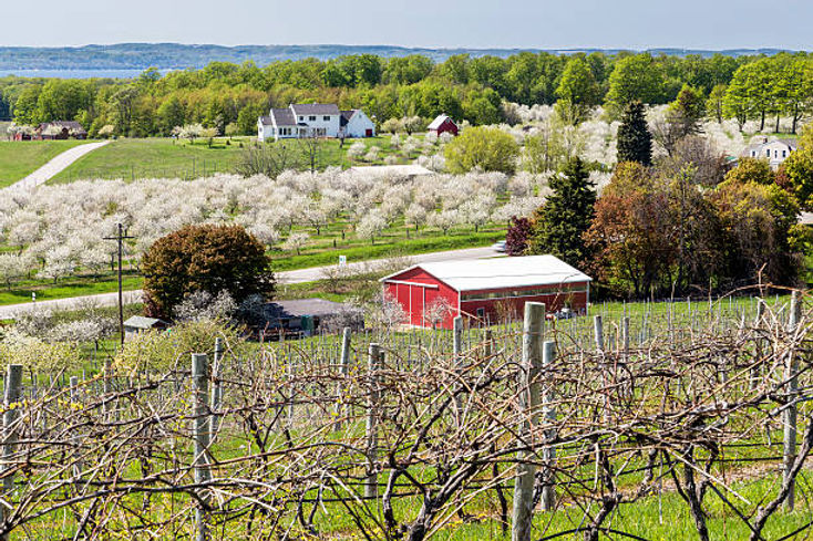 Cherry trees in Traverse City