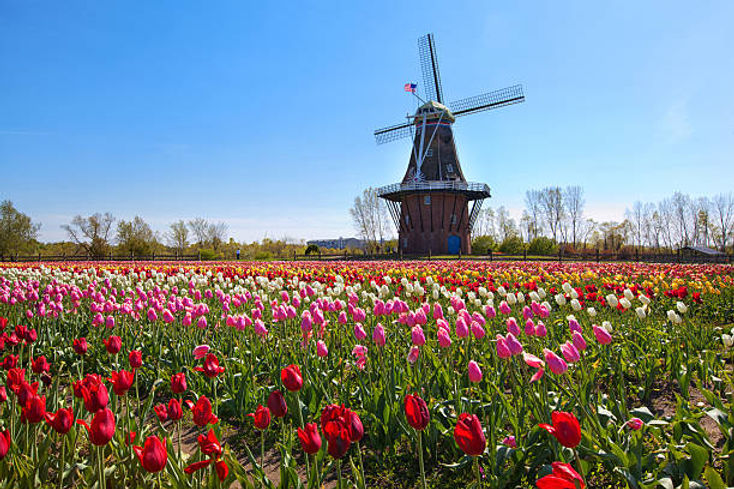 Tulip Time Holland Michigan